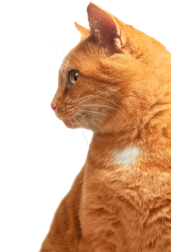 Red Cat