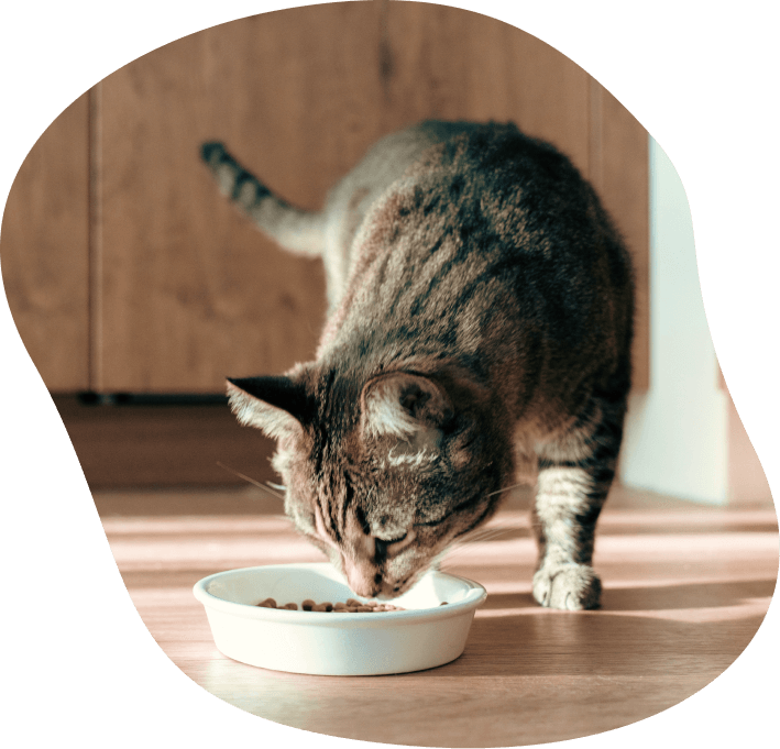 Wet/Dry Cat food calculator