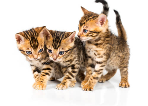 200 Most Popular Bengal Cat Names