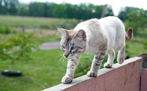 cat balance