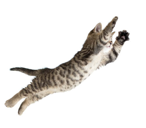 cat have 9 lives 