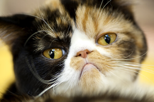cute cat faces