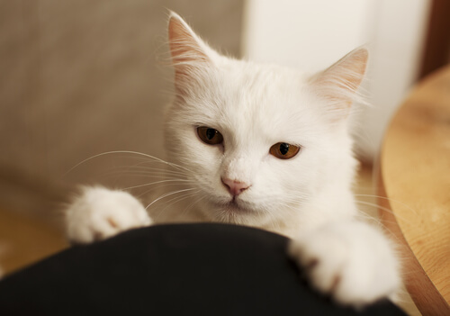 cute cat face