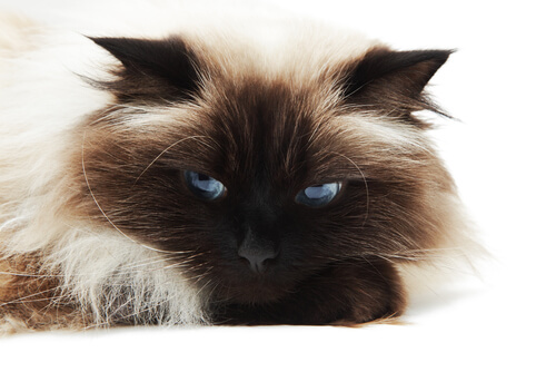 cute cat faces (1)