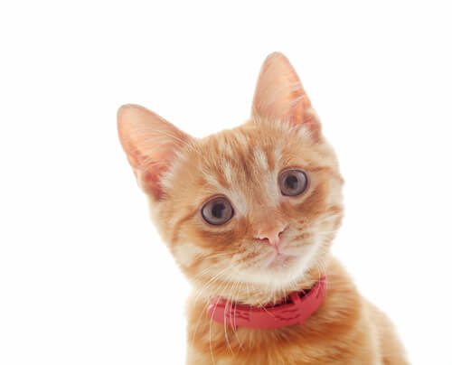 why cats are cute