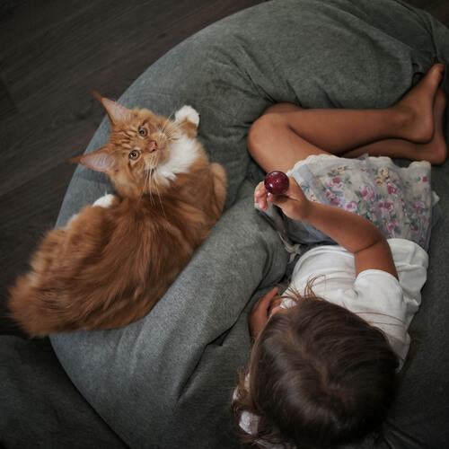 cute cat and person