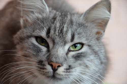 cute cat face