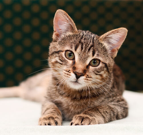 why cats are so cute