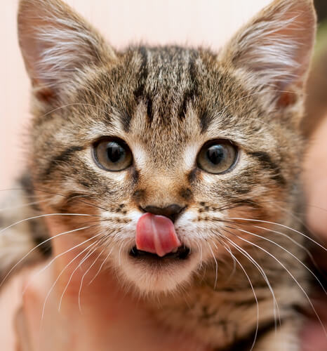 why are cats so very cute
