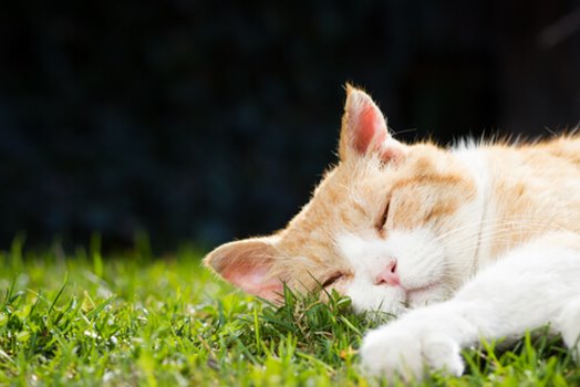 All About Majestic Orange Tabby Cats
