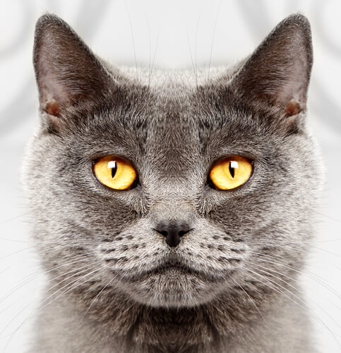 cats are cute