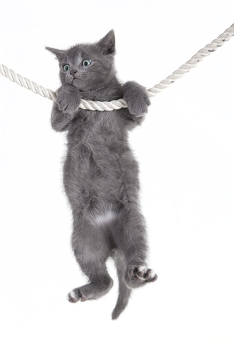 why cat is so cute