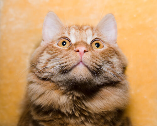 cute cat nose