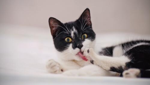cute at licking