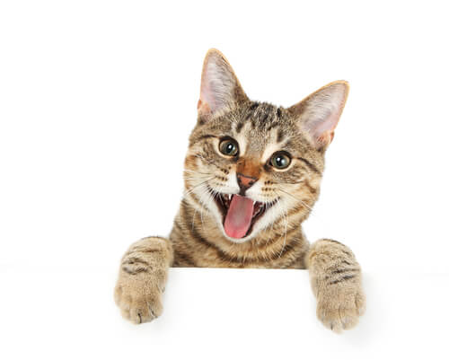 why this cat is so cute