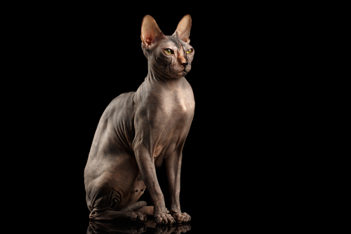 Sphynx