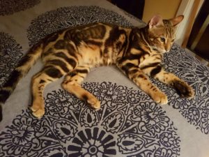 cat10