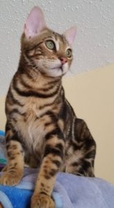 Bengal cat