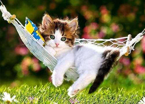 Rehoming A Cat- Tips And Advise