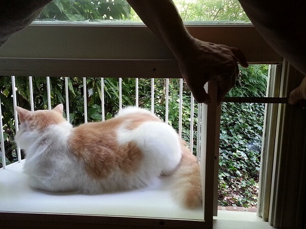 The Cat Solarium Ideas