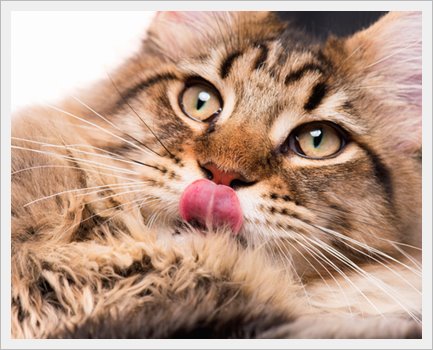 Best Cat Food For Hyperthyroidism