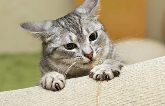 cat scratching sofa