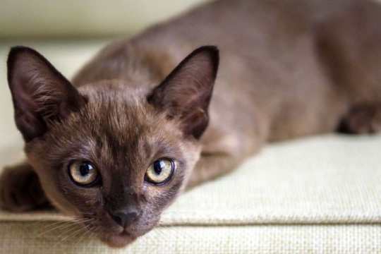 50+ Awesome Burmese Cat Names