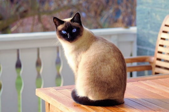 How To Chose A Cat Breeder- Guides To Picking A Breeder