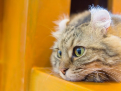 Photograph of an American Curl cat with a distinctively unique appearance.