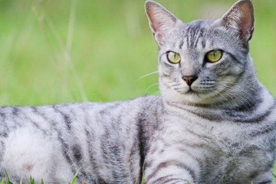 150 Best Ancient Egyptian Cat Names and Meanings