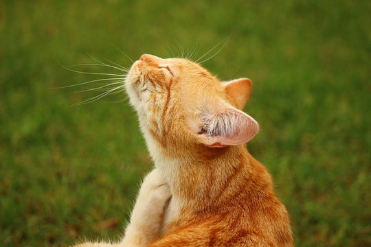 How To Get Rid Of Fleas On Your Cat