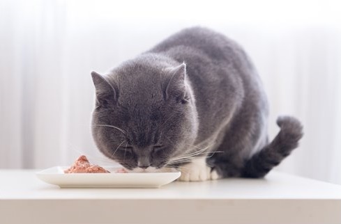 7 Best Cat Foods For Pancreatitis