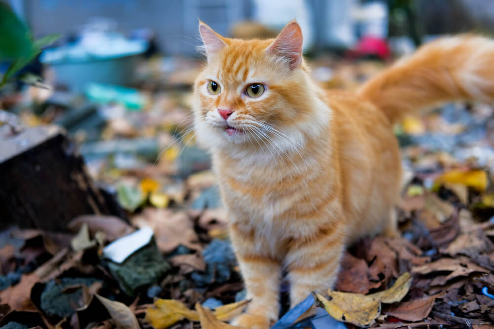 Orange Bi-Color Spotted Tabby