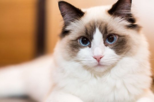 160 Best Ragdoll Cat Names