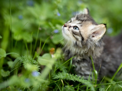 kitten-3669244_640