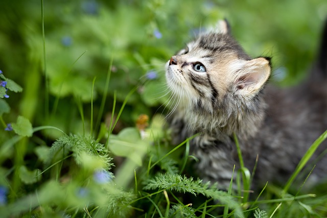 emotional support cat