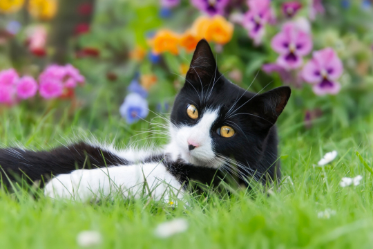 250 Most Popular Tuxedo Cat Names
