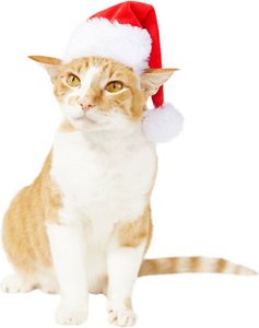 Holiday Santa Hat Pet Costume