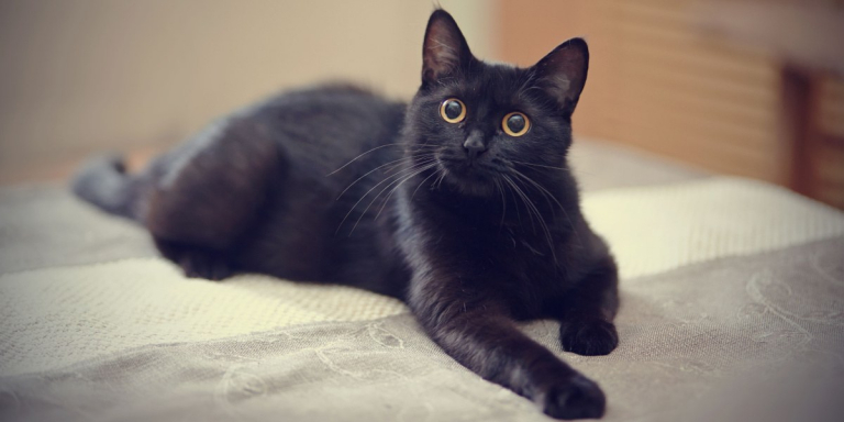 101 Most Popular Black Kitten Names