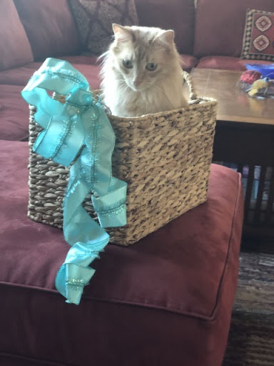 cat in box