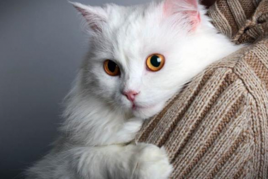 185 Best Names For White Cats