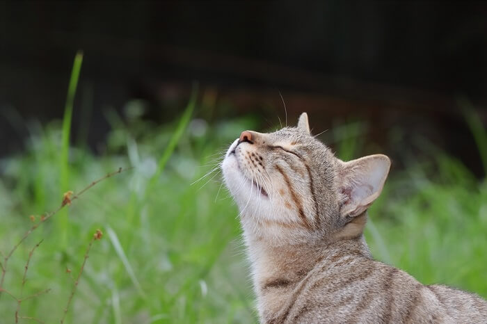 cat smelling