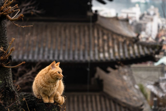 Japanese Cat Names – 101 Exotic Names For Cats With Meanings