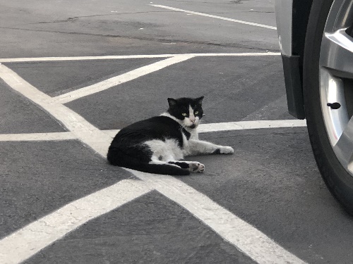 Neighborhood Cats 3
