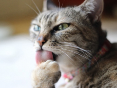 cat image coconut