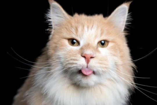 210 Best Unique Cat Names With Meaning