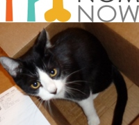 Nom Nom cat food review tumb