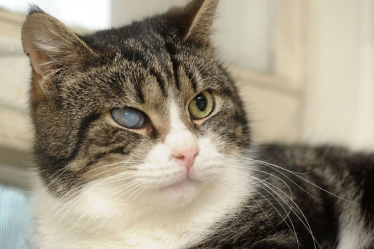 How Progressive Retinal Atrophy Affects Cats