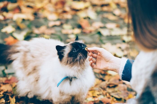Can Cats Be Emotional Support Animals?