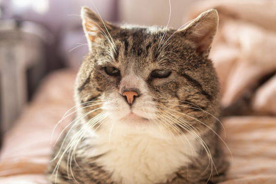 How To Cope With Losing a Cat